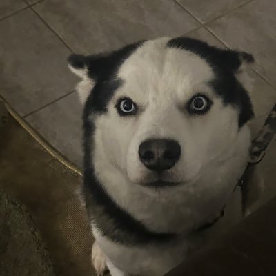 Mikecat1366's profile picture. Retired EHS coordinator, Do not DM me, unless I know you.