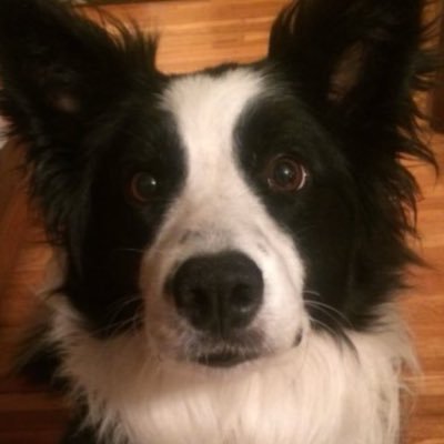 FernyVLR's profile picture. vct game changer, 384 rr peak