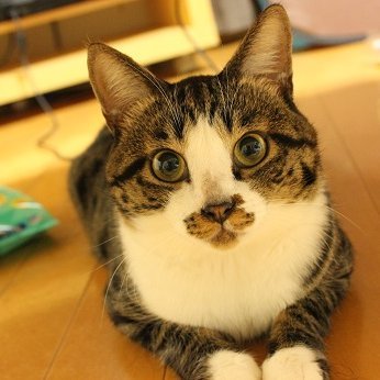 IgENDc1z8SQEL9H's profile picture. 