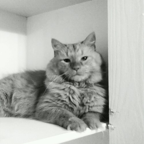 iz kitteh. lykez cheezbrgrz. followz teh ceiling cat.