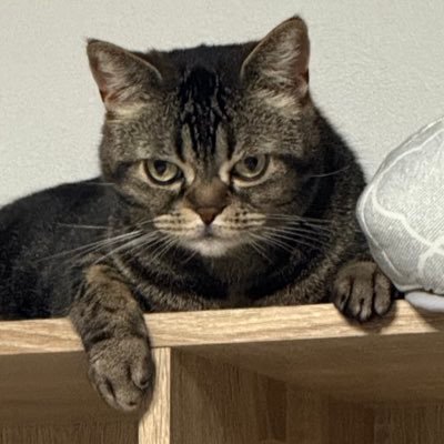 seijiakasan's profile picture. 個人事業主、大阪在住 大和魂 参政党党員🟠 真言宗僧侶 相互フォローお願いします🙏