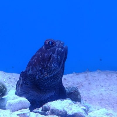 fault_surface's profile picture. 興味の追求。筆記具、カメラ、デザイン、自然災害など。／筆記具@kaminokirehashi／スナップ@____Fragment