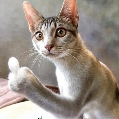 Peter4924723897's profile picture. 动物搞笑视频