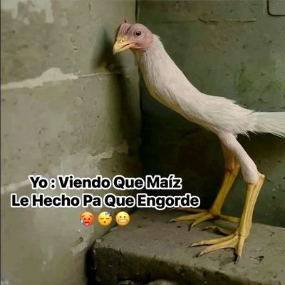 penegrads's profile picture. El sexo