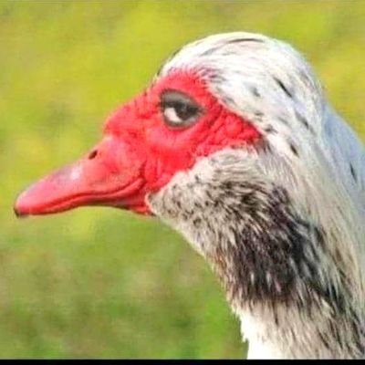 JohnAdeji's profile picture. Dm to join SA🇿🇦 private telegram group for free.