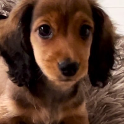 MARONminiSY's profile picture. 2025年7月12日生まれ（男の子）🎈ミニチュアダックスフンド（シェーデットイエロー）💛💛💛これからいっぱい思い出を作ろうね🐶🐶🐶