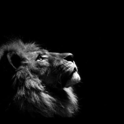 billeck327310's profile picture. the lion does not concern himself with a bio