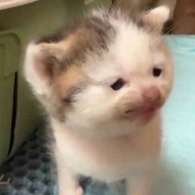 postcub3's profile picture. I don't have toxoplasmosis!