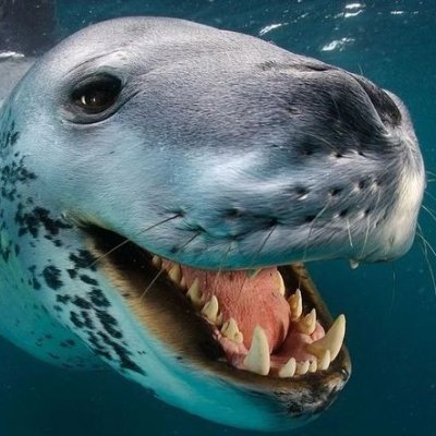 KindaGayButOk's profile picture. I heart girls kissing || Doesn't respond to DMs, use
Discord: SakiKurokoma