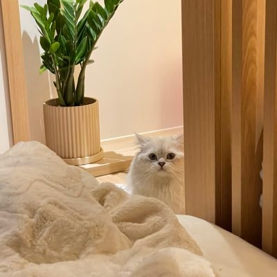 noracruellaX's profile picture. Head of marketing @WheelX_fi Prev @Accenture @Google