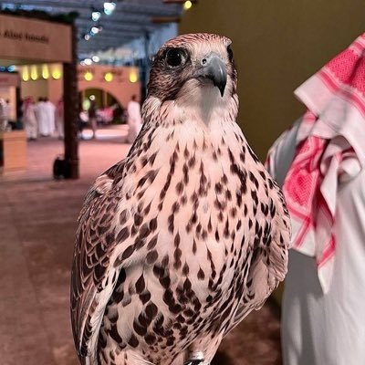 sqar11_'s profile picture. ما أبي غير البر والقهوة