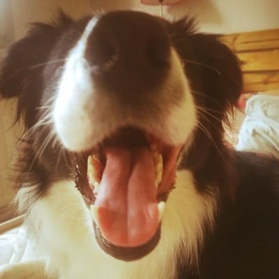 twstedzomb's profile picture. avid club penguin & borzoi fan