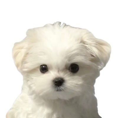 oziguin's profile picture. 