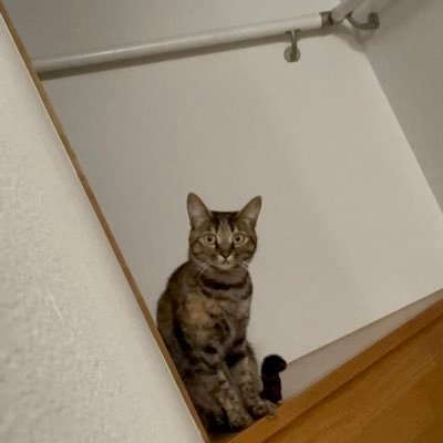 neko_suhasuha's profile picture. ねこさまいっぱいと暮らしています。ふぉろーしてくれたら幸