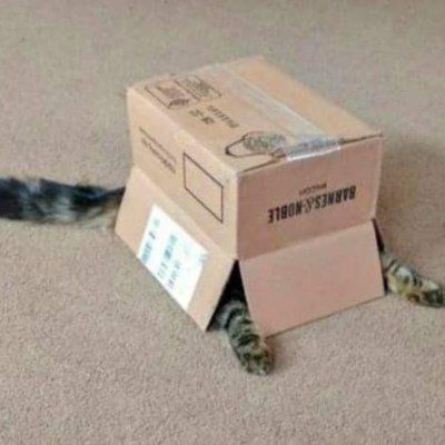 cat_in_a_trap's profile picture. 