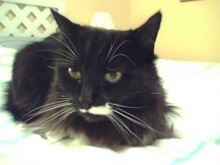 I am a cat with black fur and white belly and paws. People call me Tux (tuxedo), but I prefer: Kitty