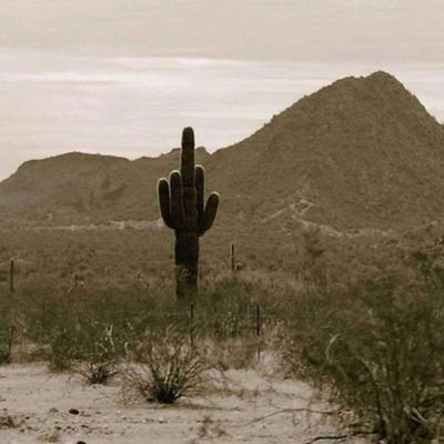 WaleedA295's profile picture. half light, half shadow — entirely human 🌫️
somewhere between chaos and calm