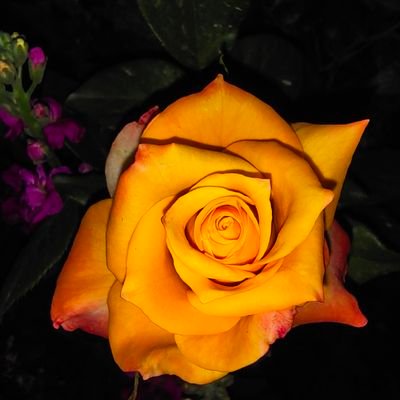 brightasif's profile picture. پاکستان میری جان سب سے پہلے پاکستان