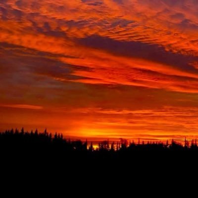 MetSweetestJane's profile picture.