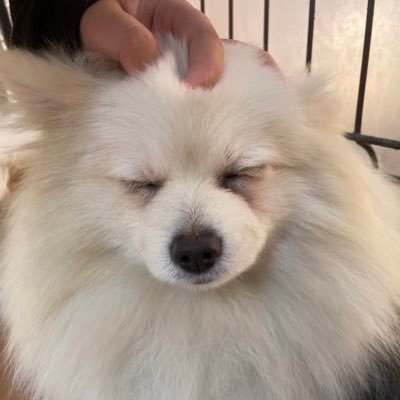 manatoinakuma's profile picture. 24歳食べること大好きです。クローン病患者でも貢献させてください。今年は大型免許と牽引免許に挑戦します。色々な方のお話が聞けると嬉しいです。出逢いに感謝。