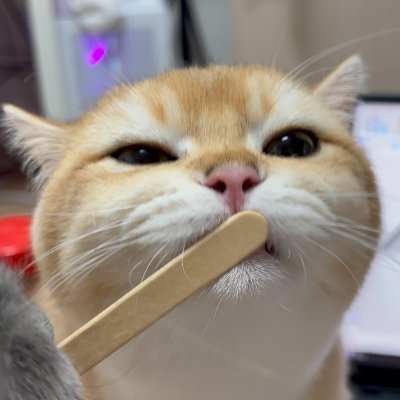 GamerID9467's profile picture. 초보 야퍼입니다. 빠른 맞팔갑니다☺️