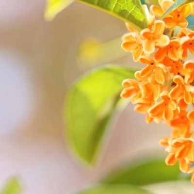 koto_tomo_'s profile picture. 宜しくお願いします。 好きなものはたくさんあります！