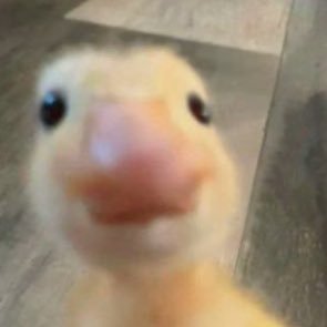 palevonn's profile picture. ترمک پزشکی، درحال پیدا کردن شخصیت واقعیم