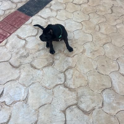 Lamar26_'s profile picture. •#KTBFFH ••• #CFC 🥏 #IndianaPacers 🏀 🦍