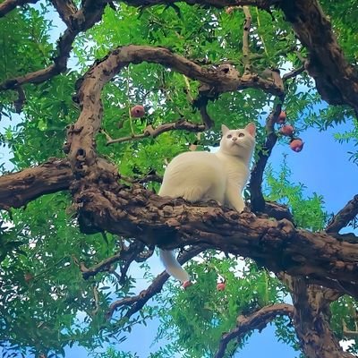 AgungNurd's profile picture. Tasi𝕏malaya