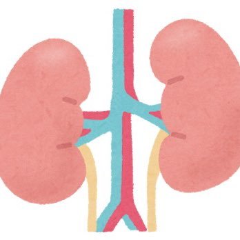 Nephryxxx's profile picture. Nephrologist 🇯🇵