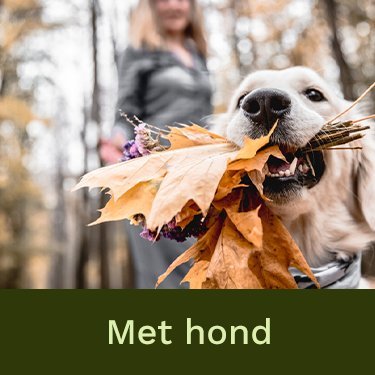 Wandelogiereiz1's profile picture. Vakantiehuisjes ver van de massa in de natuur.