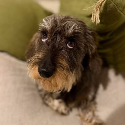 BISCUIT_1963's profile picture. 