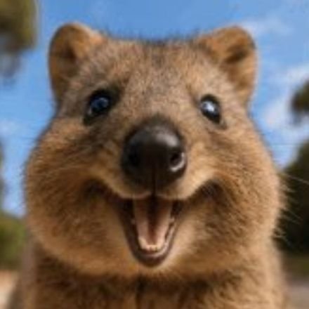 nmknkgw's profile picture. 🍏🕰
まだまだ子供ですが仲良くお願いします🙏
11(13)
よく無言フォローします