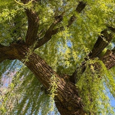 yor4mu's profile picture. yea ^^