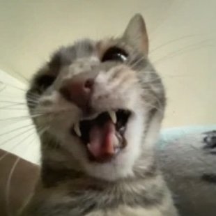 diegoeatt's profile picture. 