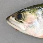 haruka5uk6_15is's profile picture. 好きな分野:柏レイソル（Jリーグ）
ドラテン（DQ10）プレイヤー、その他ゲーム漫画等もそれなりに
中身は保守寄りです