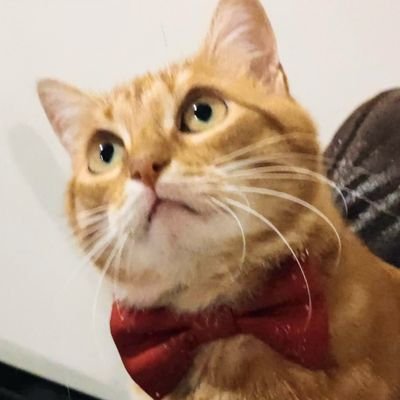 Nougatator's profile picture. Nounou (ministre de la bagarre pour l'éternité) et Pompon ( il est juste roux)