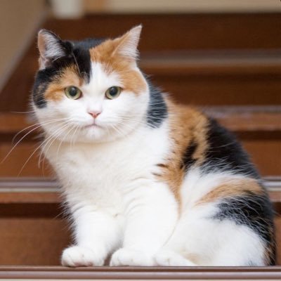 rKiveFanpage's profile picture. US Army