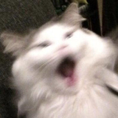 loopderm's profile picture. 