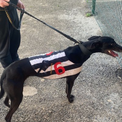 FifaBasz's profile picture. 25. Greyhound racing. All tweets my personal opinion.