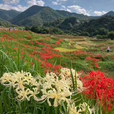 BASE0821's profile picture. 芦ヶ久保道の駅の道を挟んだ反対側で大人の遊び場をDIY中です。 無言フォローごめんなさい。