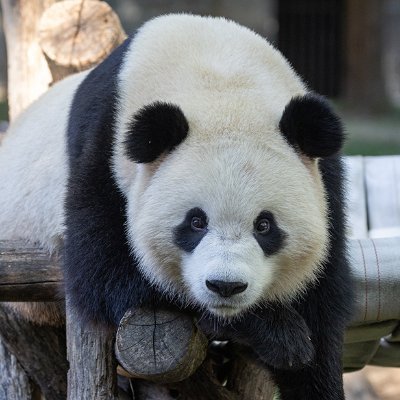 lucasong2025's profile picture. Web3日记；爱好区块链和AI；钻研区块链项目。
