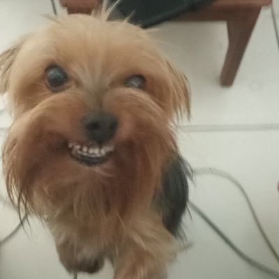 QInventouoamor's profile picture. 