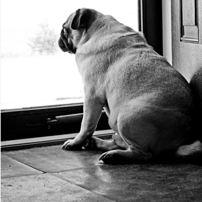 POCHITAMA_KEN_Q's profile picture. 【どちらかと言えば猫派】【坂道アイドル箱推し】【株式投資3年目】【くだらないこと好き】【気まぐれに興味津々】【たまに経済的思考】