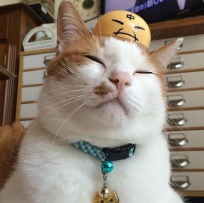 i1123's profile picture. 音楽大好き。
どうぶつの森頑張ってる。