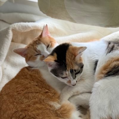 Azuleat's profile picture. 猫4匹😸日本酒🍶🌸 
https://t.co/K7MJDEfYl0 #あずりーときゃっつ