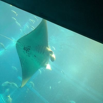 SeaWeed16723589's profile picture. 見る専です。