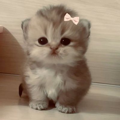 greenSerendpity's profile picture. چو تخته پاره در موج رها،رها،رها من….