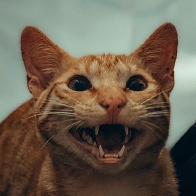 Chathmal1S's profile picture. 