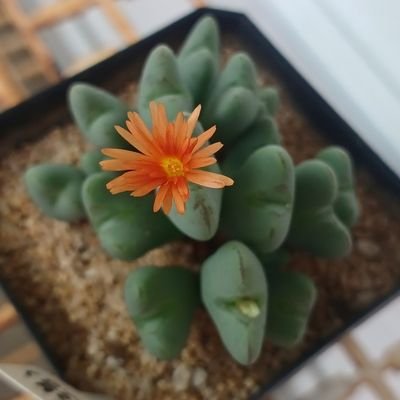 Cho_Cream0609's profile picture. 